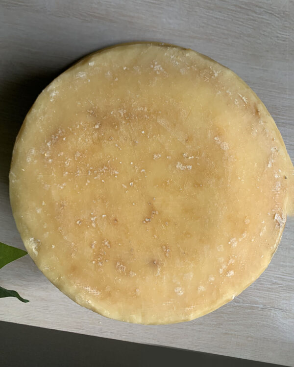 Monterey Jack Wheel